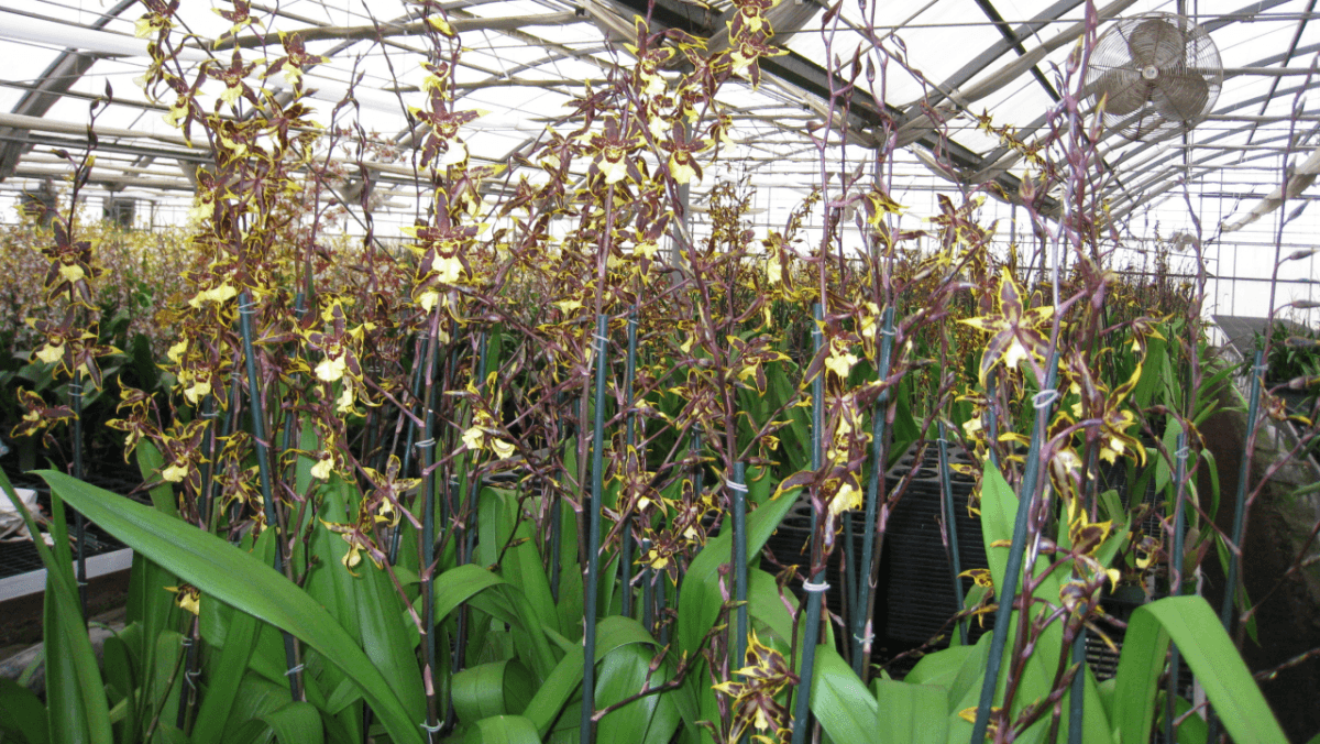 Matsui Nursery Inc14