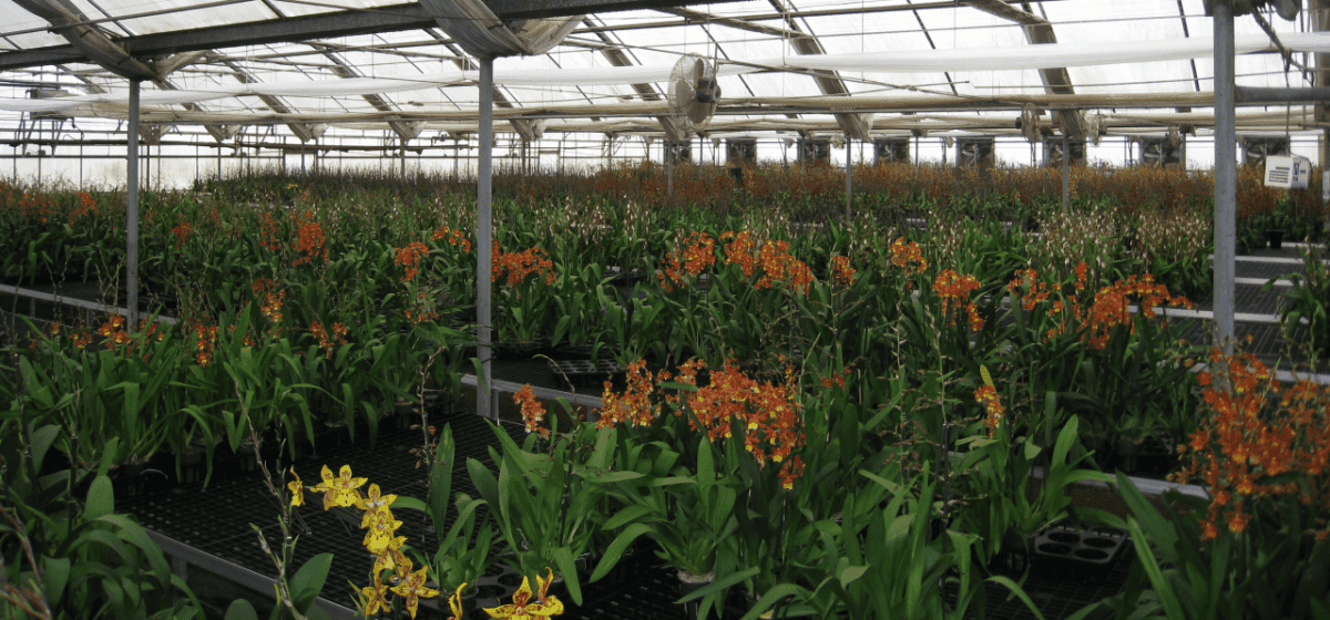 Matsui Nursery Inc15