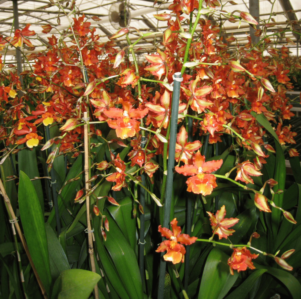 Matsui Nursery Inc16