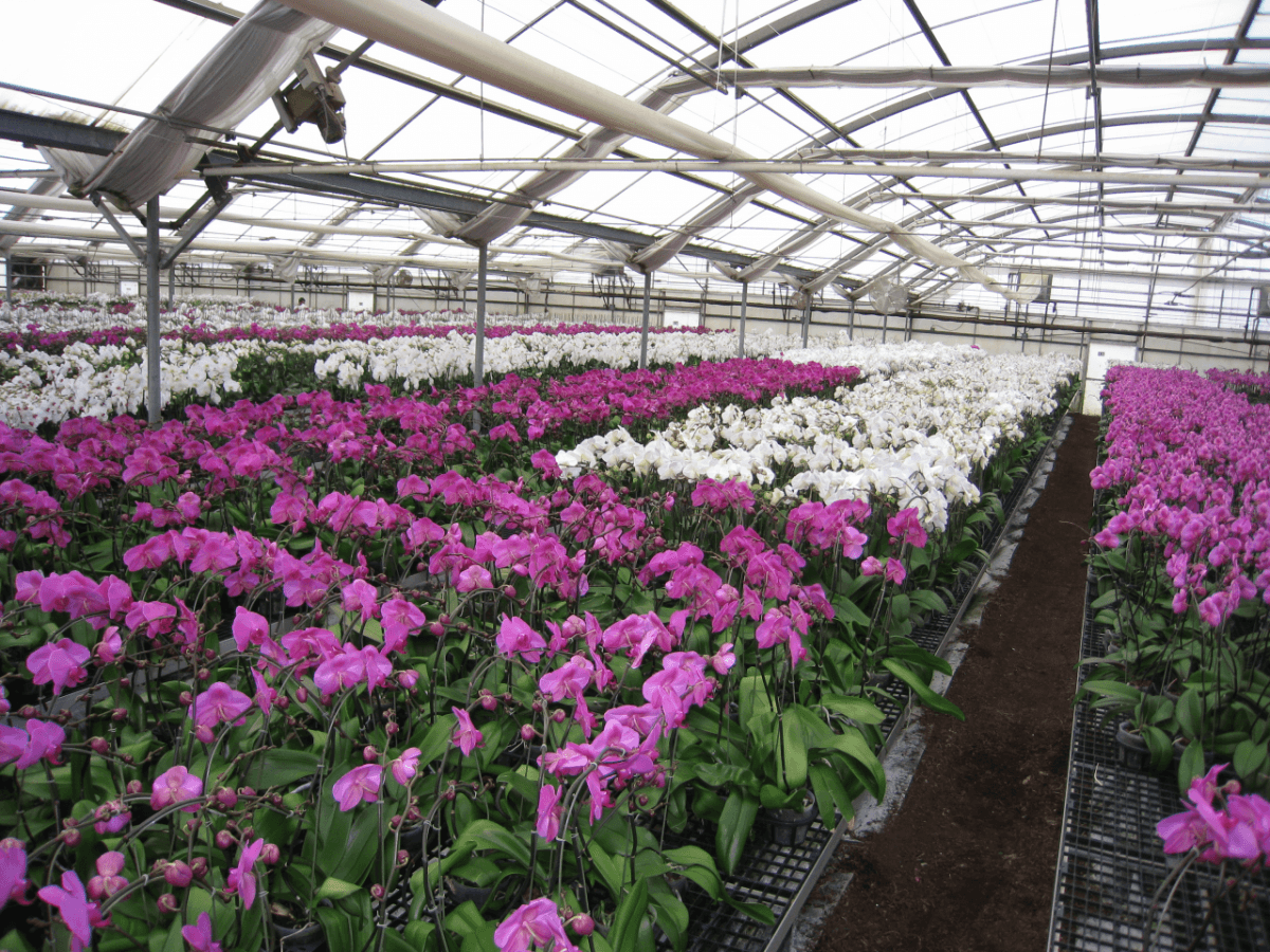 Matsui Nursery Inc17