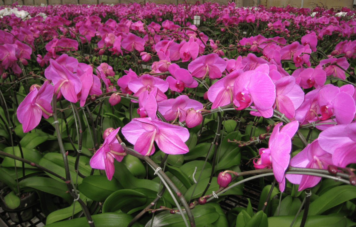 Matsui Nursery Inc18