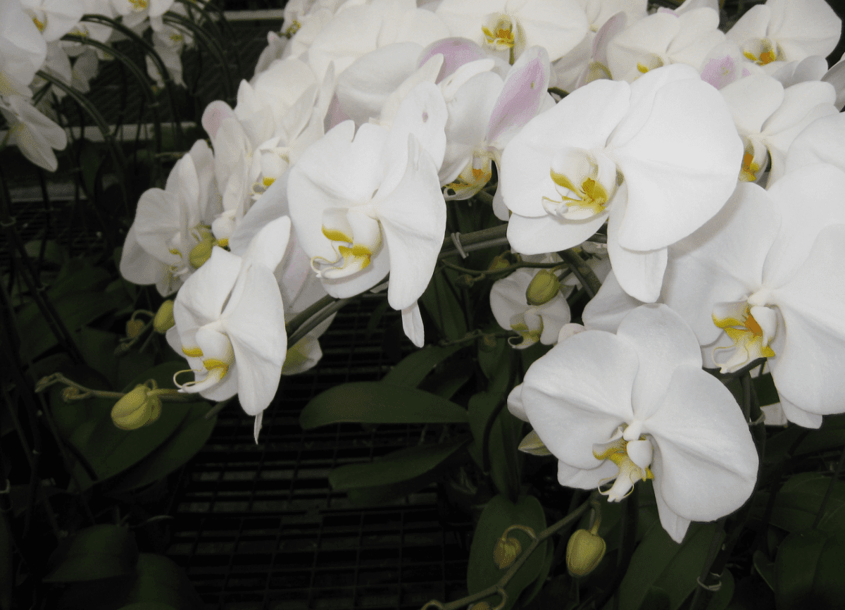 Matsui Nursery Inc19