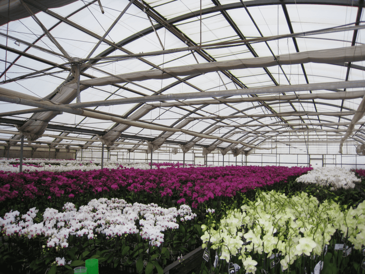 Matsui Nursery Inc20