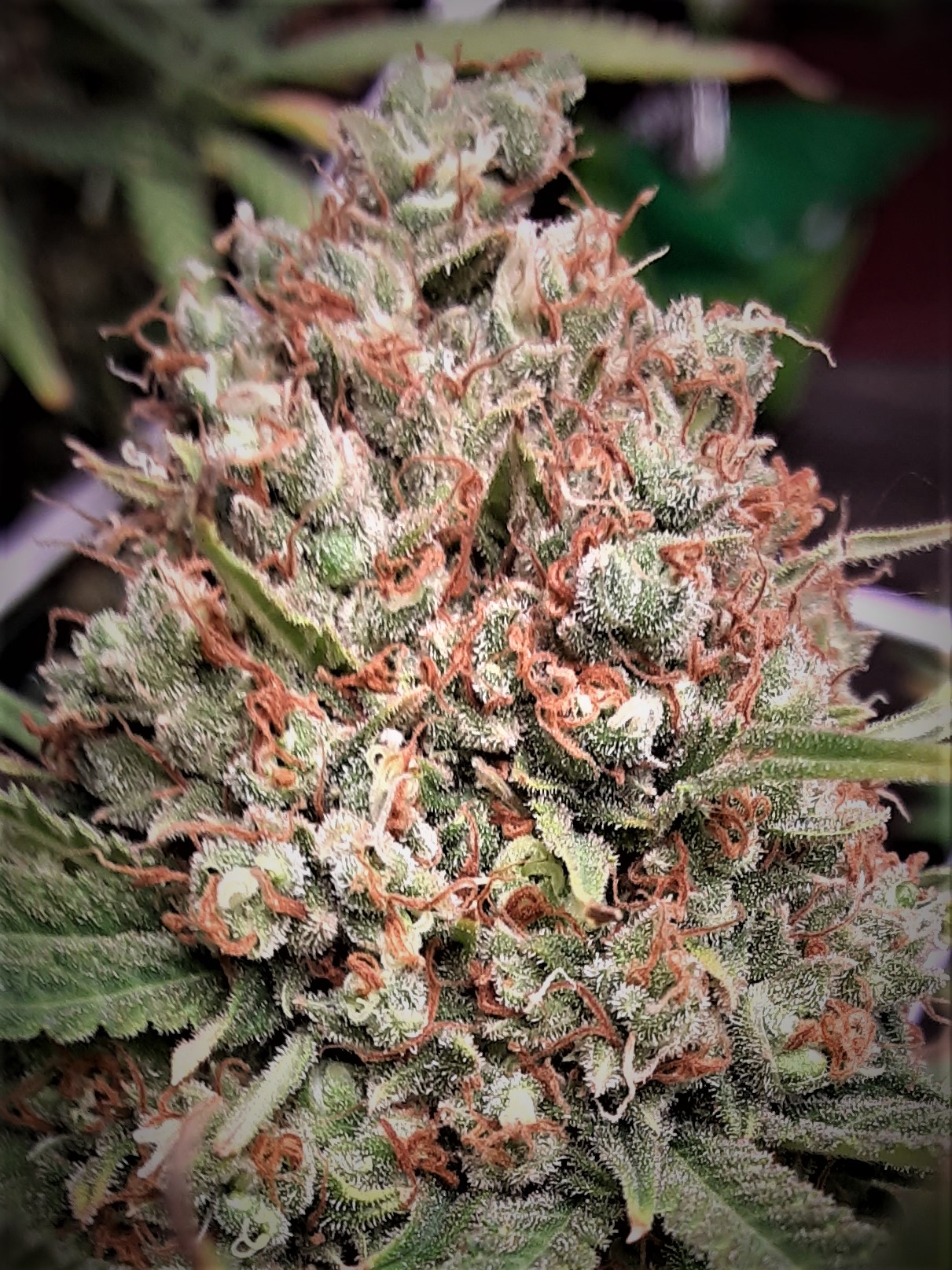 Maui 2