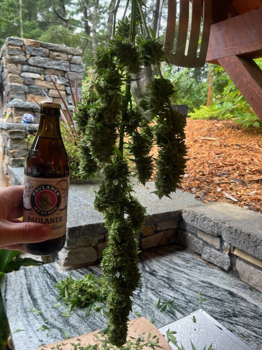 Maui Cola
