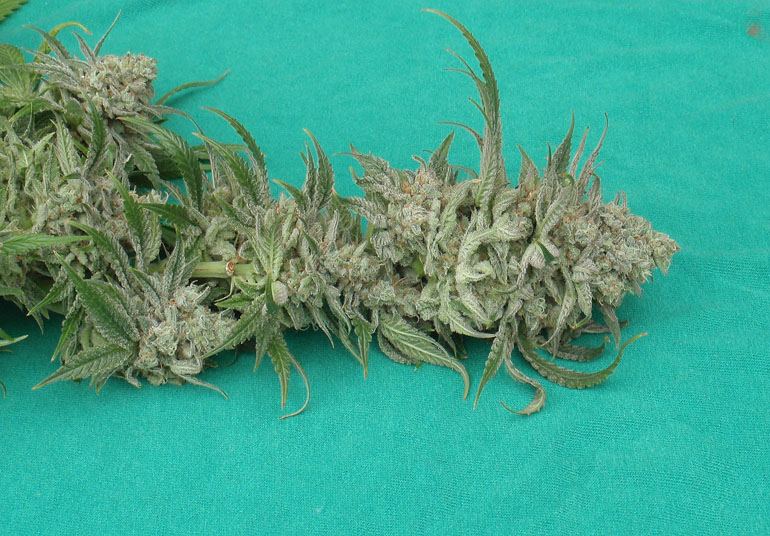 Maui cola