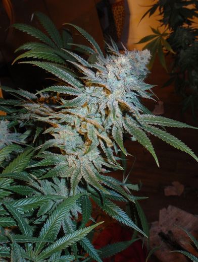 Maui5