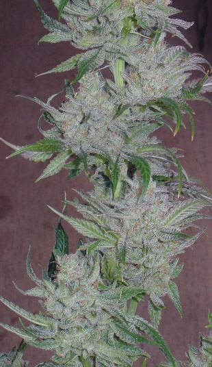 Maui6