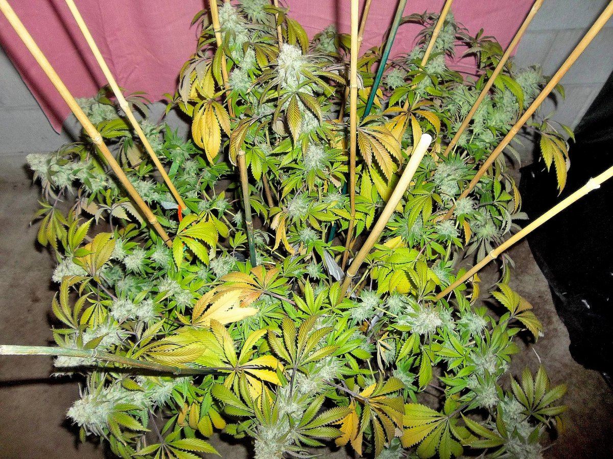 May dd full plant2