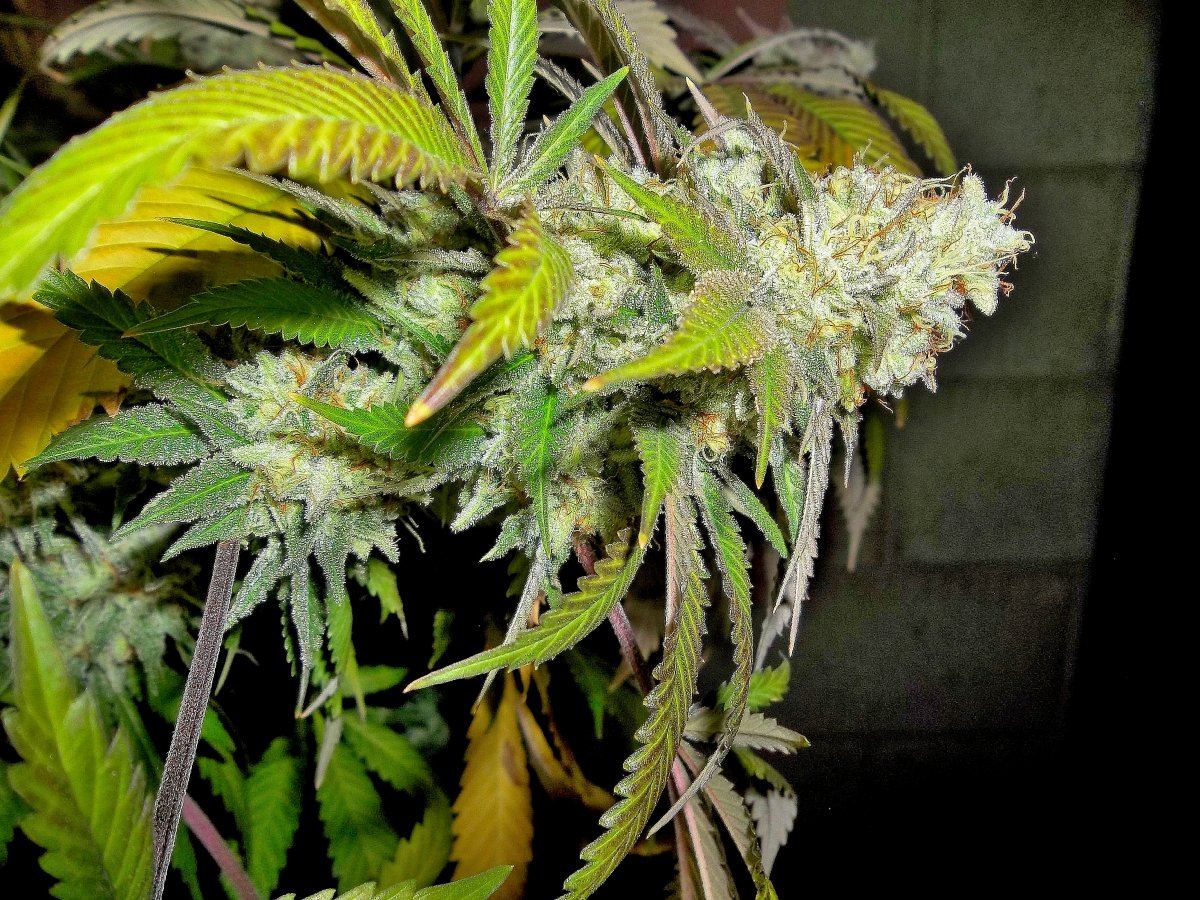 May devil dawg4