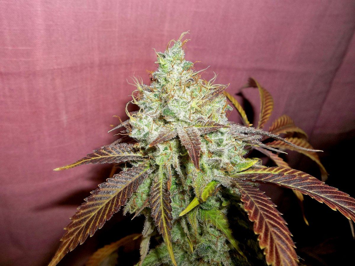 May ecto 9