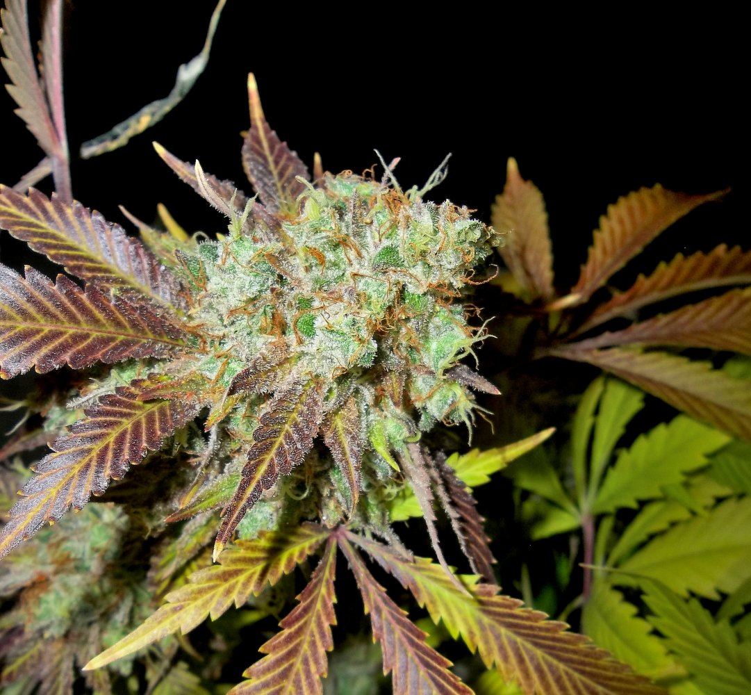 May ecto close up