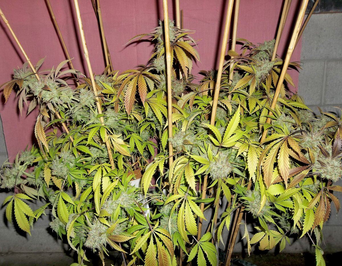 May ecto full plant