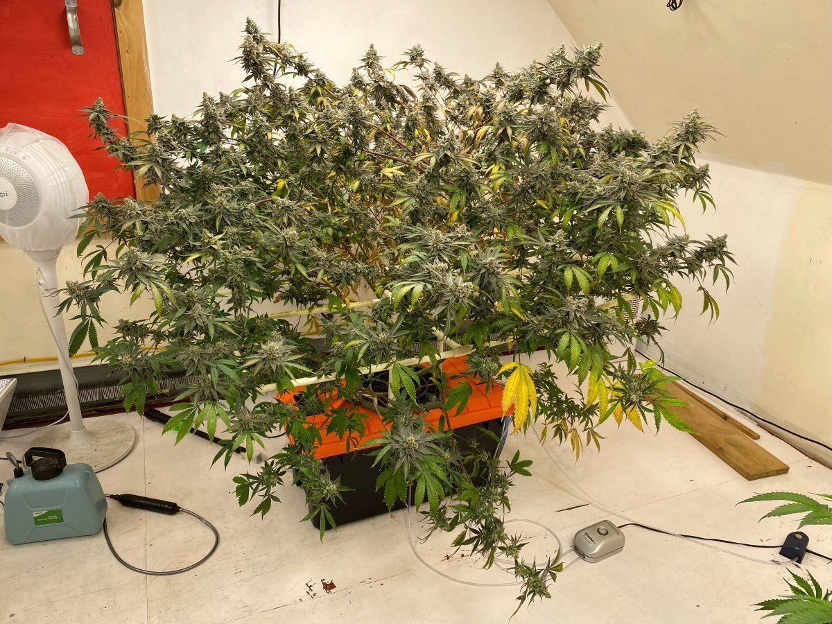 May i ask what is the criteria for being a tree 3