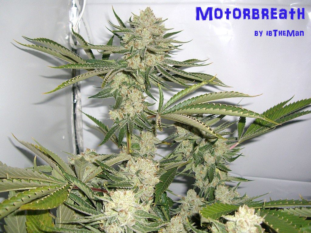 MB Bud 0051