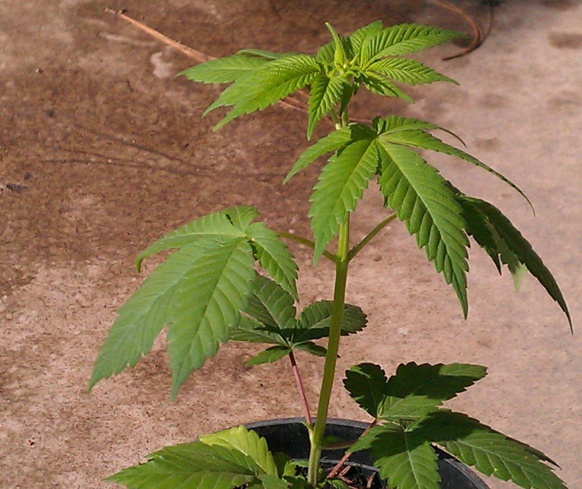 MB xCW male