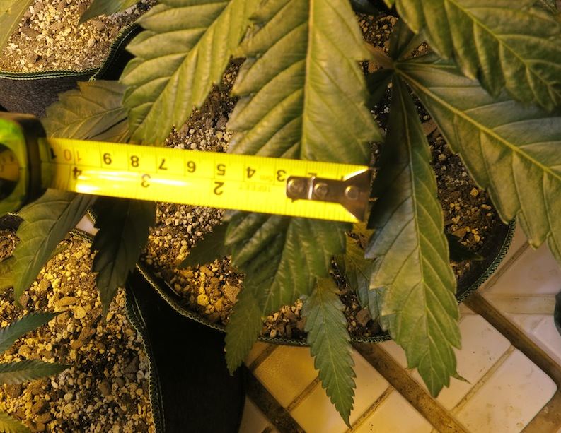 MBFATTYLEAF sf