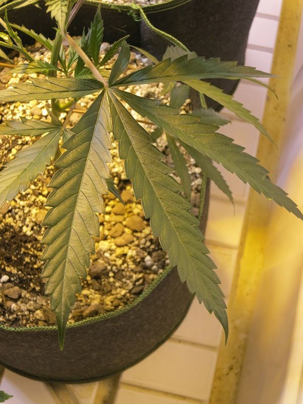 MBLEAF sf