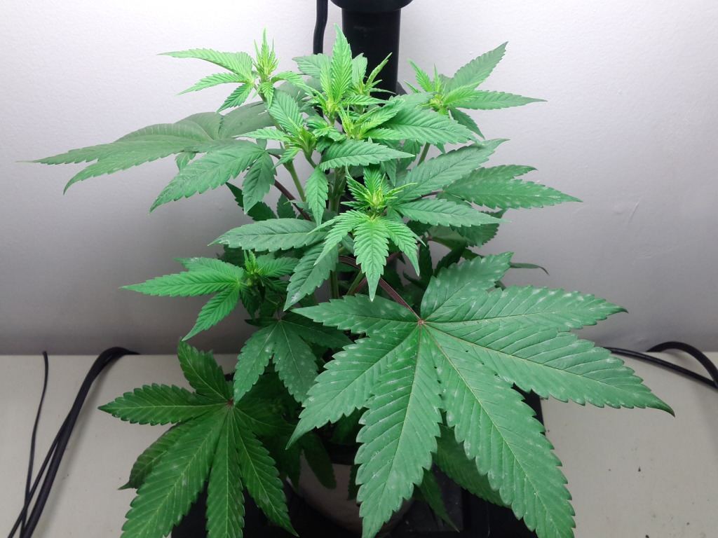 Md2veg