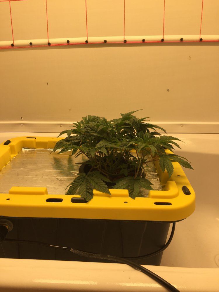 www.thcfarmer.com