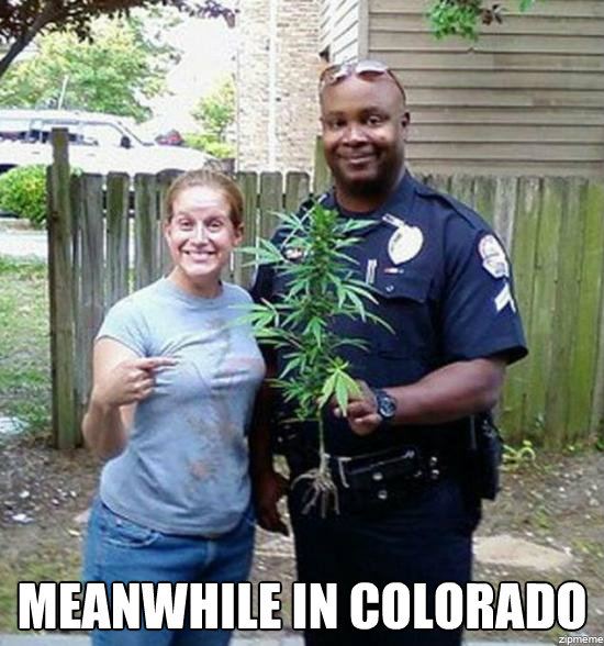 Meanwhile in colorado weed
