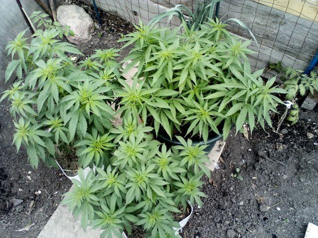 Med gallery 11738 4880 651034