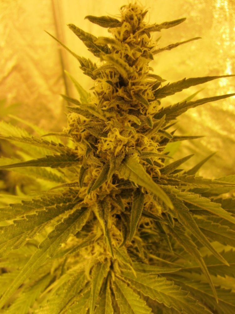 Meds 2
