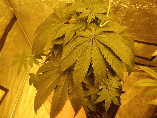 Meds 241
