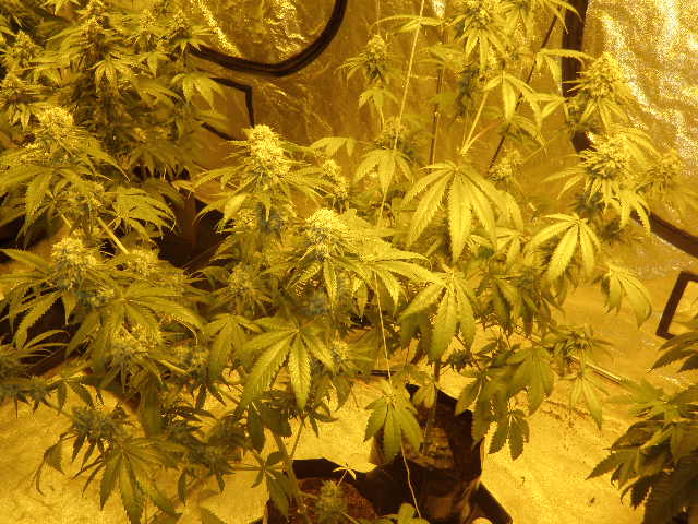 Meds 243