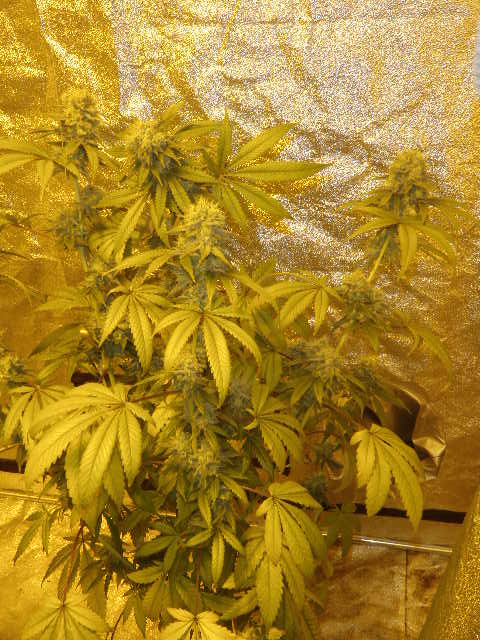 Meds 245