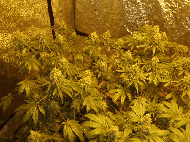 Meds 246