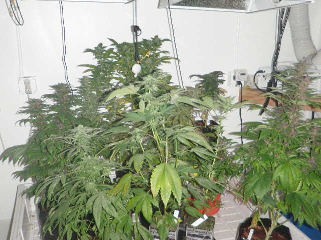 Meds 267