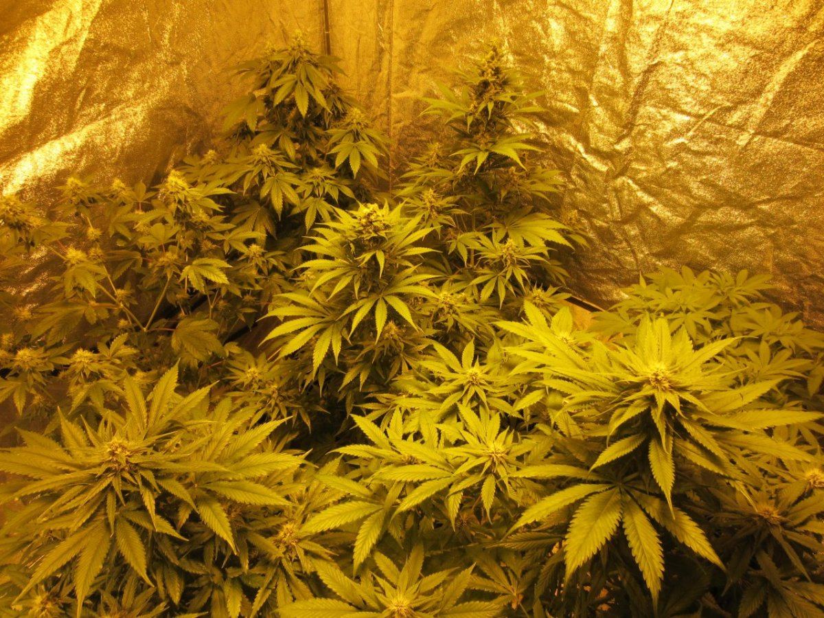Meds 3