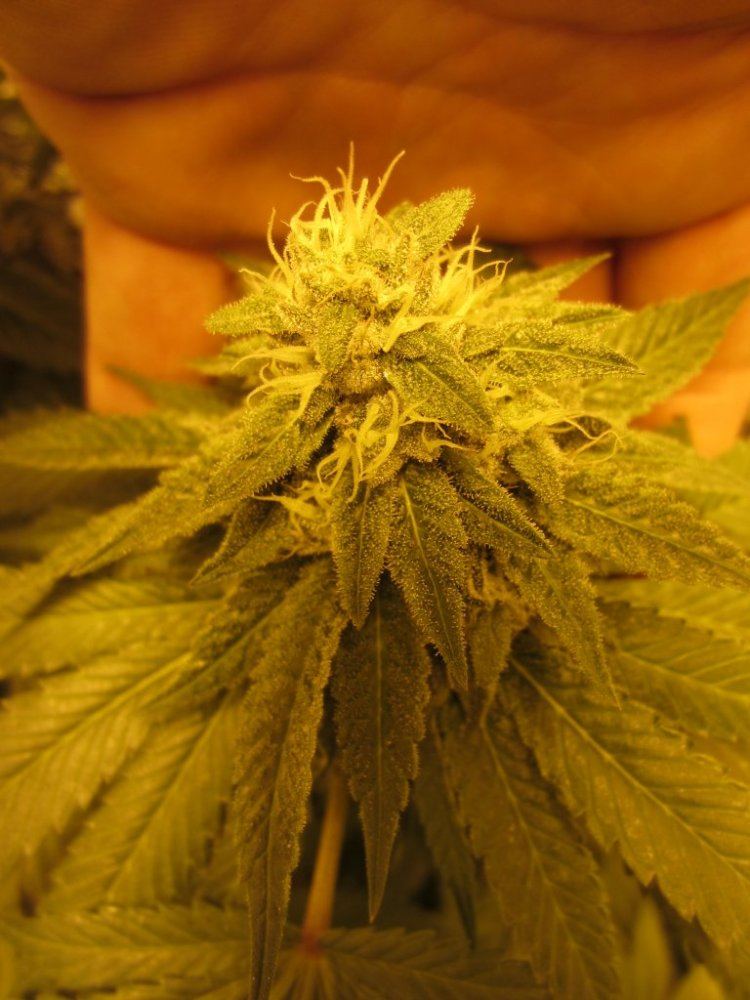 Meds 4