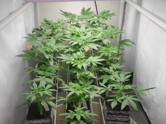 Meds july 2012 008