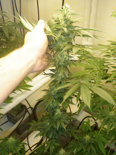 Meds july 2012 009