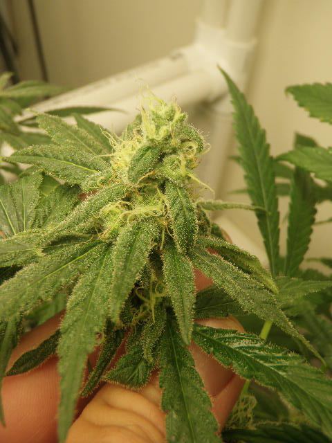 Meds july 2012 011