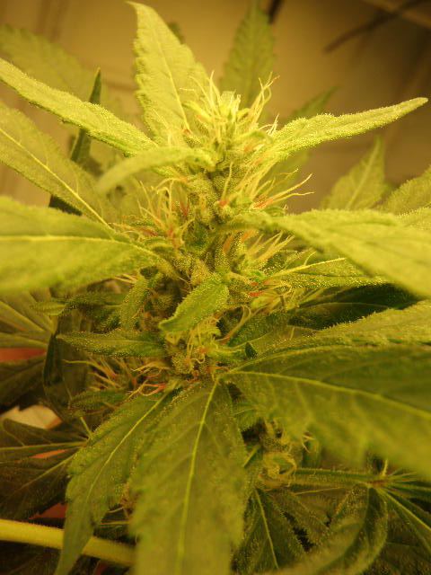 Meds july 2012 012