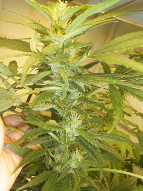 Meds july 2012 013