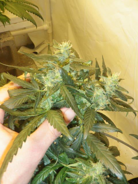 Meds july 2012 014