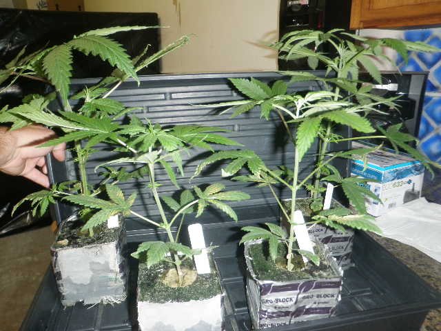 Meds july 2012 015