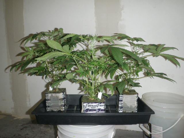 Meds july 2012 021