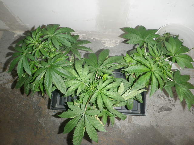 Meds july 2012 024