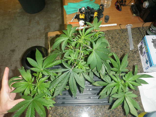 Meds july 2012 025
