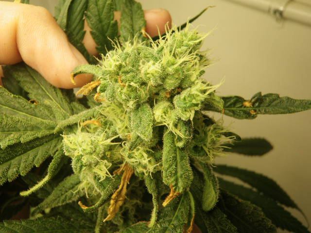 Meds july 2012 027