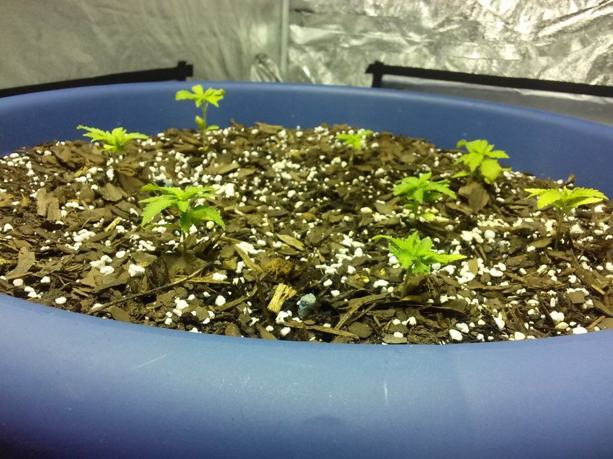 Mega cropping new strains 2