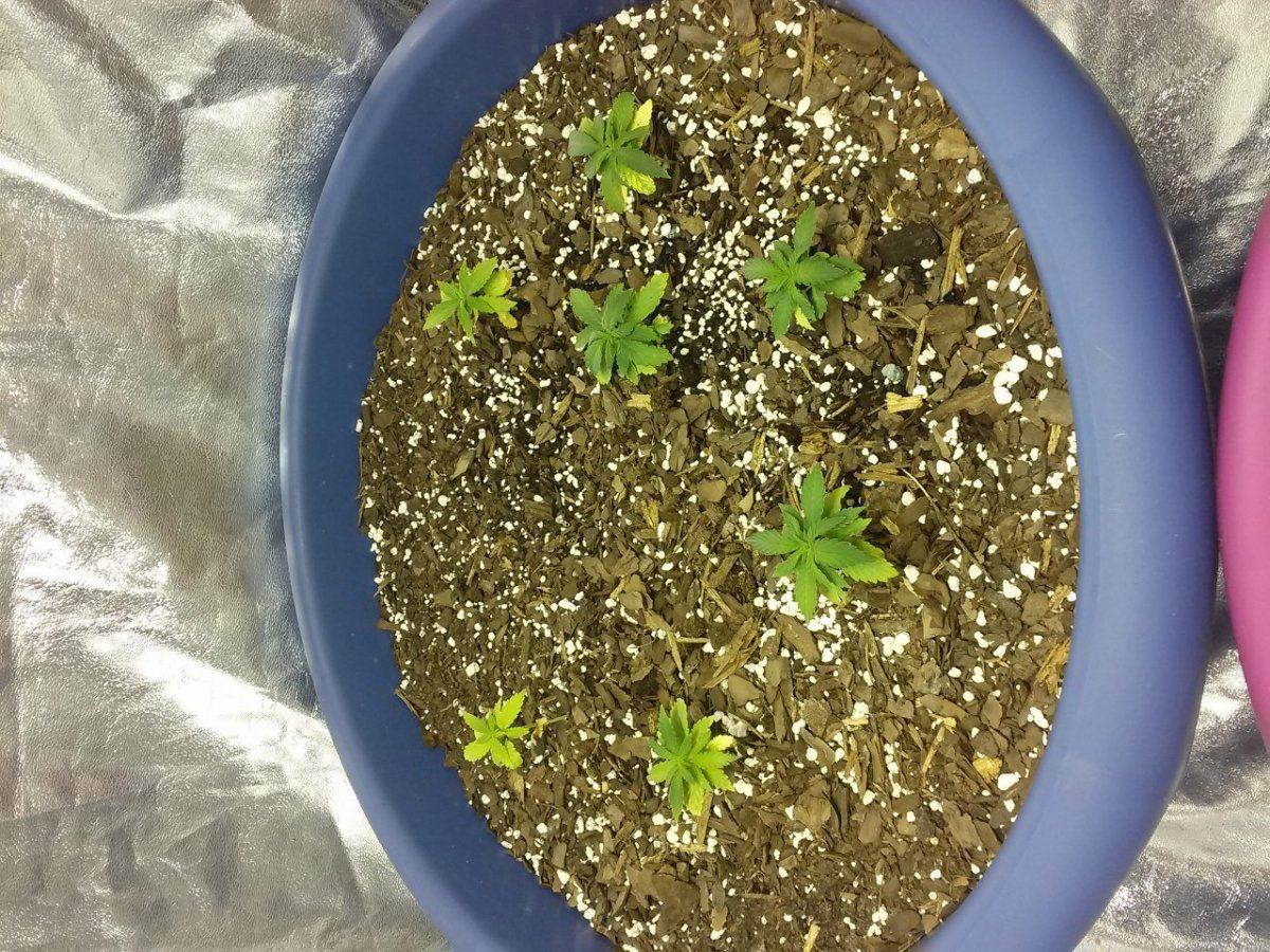 Mega cropping new strains