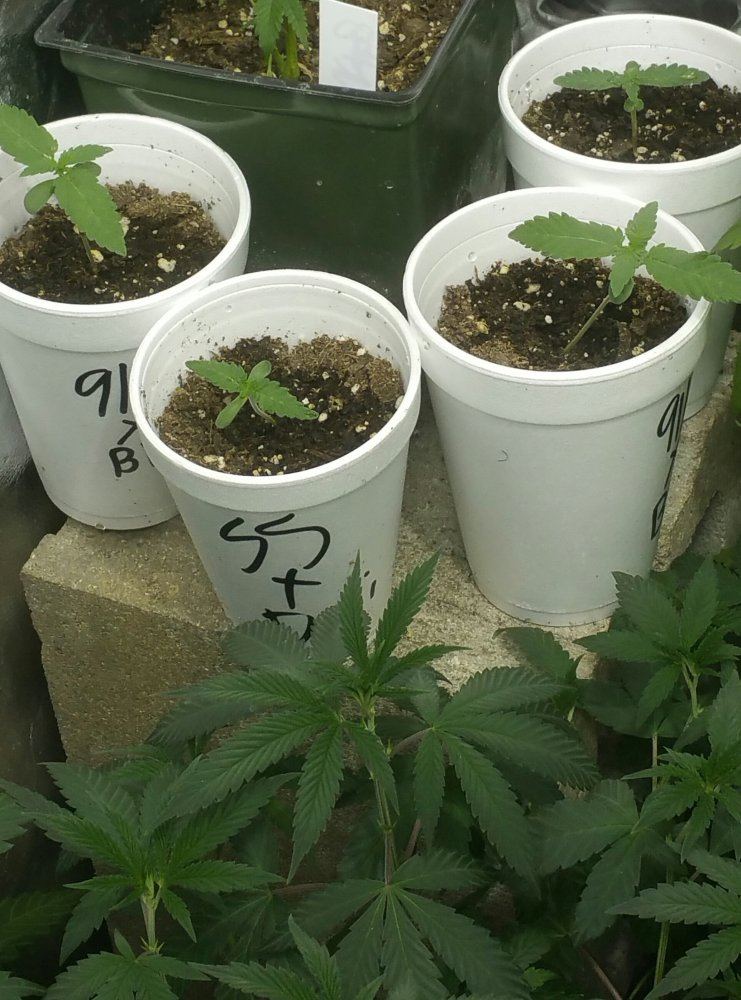 Mega pheno hunting 3