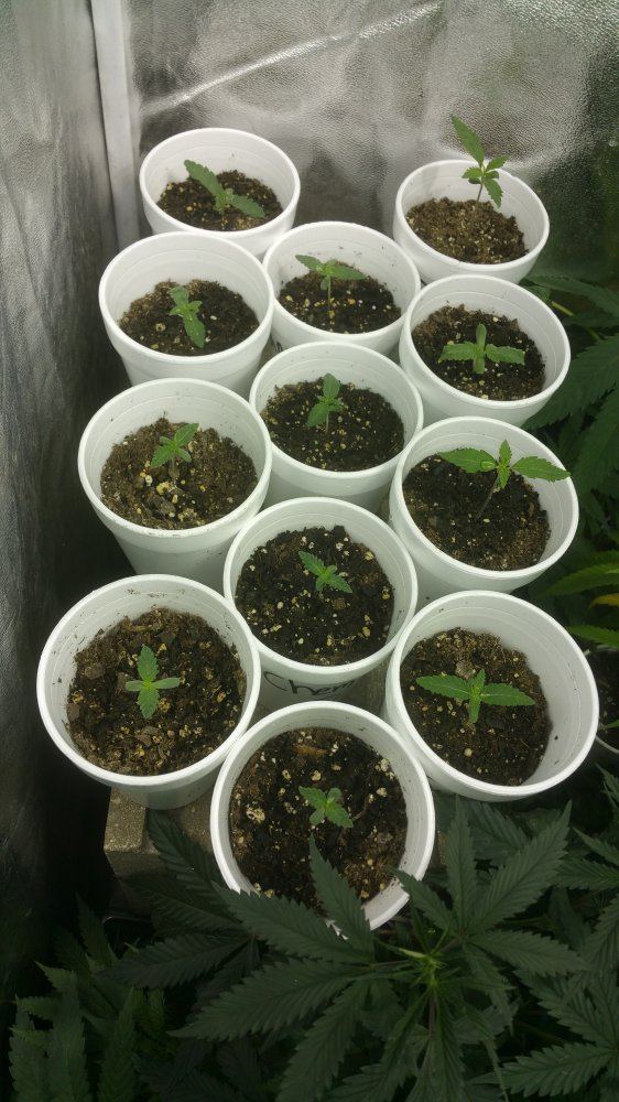 Mega pheno hunting 4