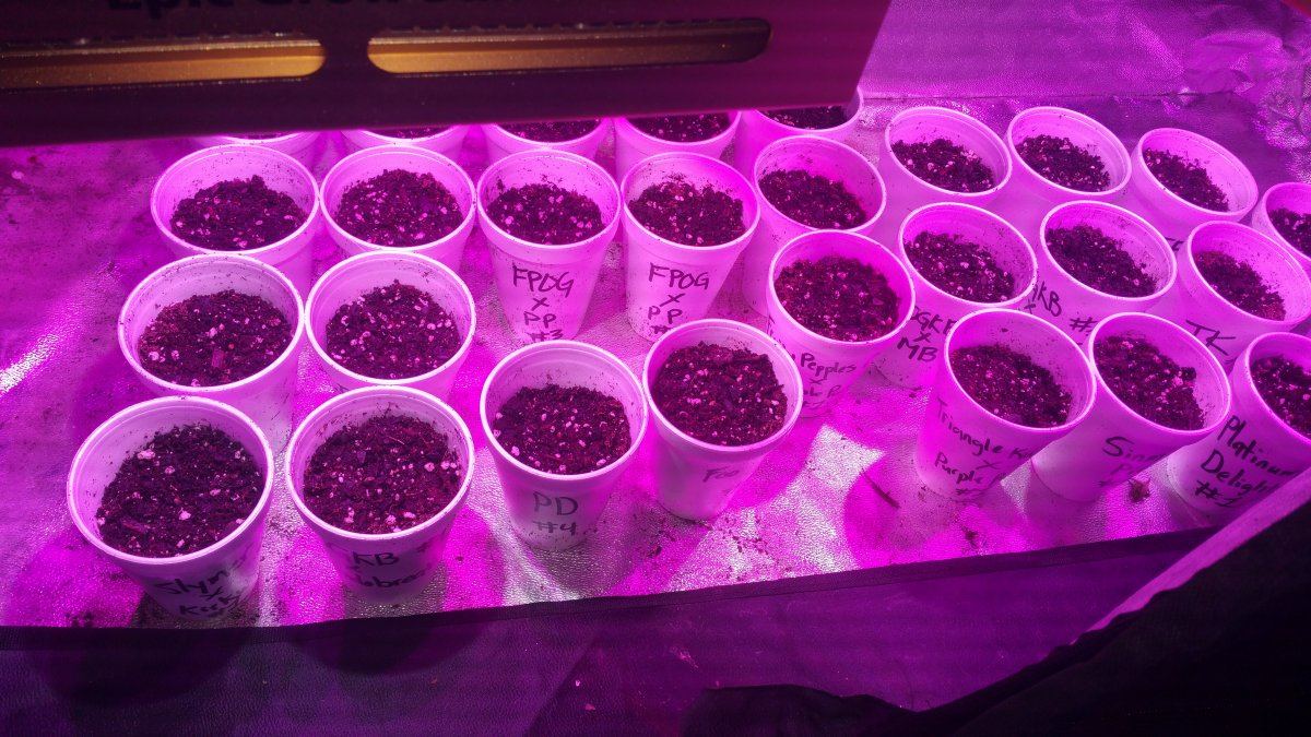 Mega pheno hunting 5
